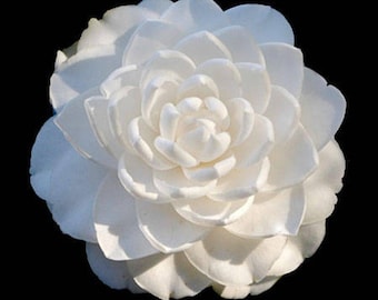 Camellia japonica 'Sea Foam' Quart Graft