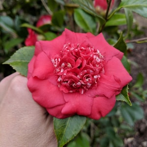 May include: A close-up of a vibrant red camellia flower with a textured center of red and white petals. The flower is surrounded by green leaves and is in full bloom. The image is taken outdoors.