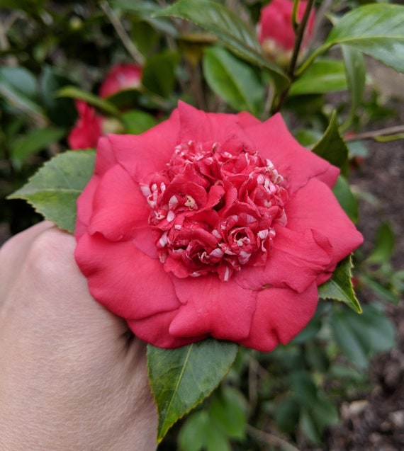 Camellia japonica 'April Tryst' - Etsy México