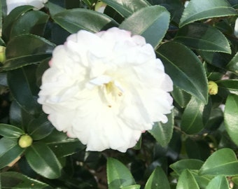 Camellia sasanqua 'Silver Dollar' 3 Pack Starter Plants