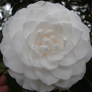 Camellia japonica &#39;Sea Foam&#39; 3 inch Starter Plant
