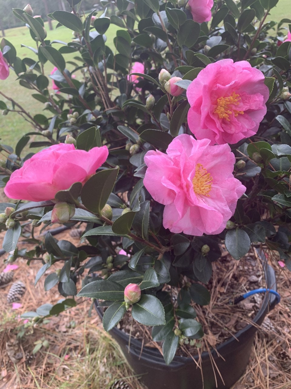 Camellia sasanqua 'Stephanie Golden' (Quart Pot)