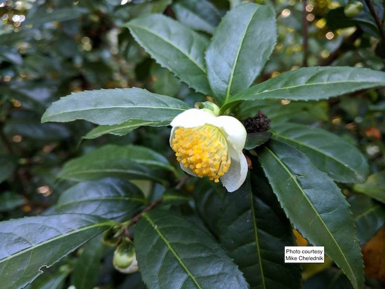 May include: A single white camellia flower with a prominent cluster of bright yellow stamens, surrounded by dark green, serrated leaves. A small white rectangular label in the lower right corner displays the text Photo courtesy Mike Chelednik.