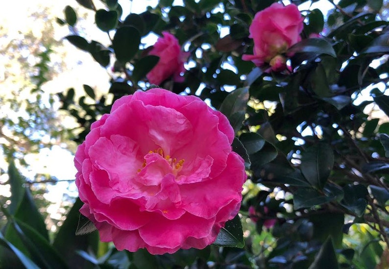 OldSouthCamellias Camellia sasanqua - Thumbnail 4