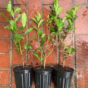 Camellia sinensis (live tea plant propagated from plants at former Lipton Tea plantation) Quart Pot