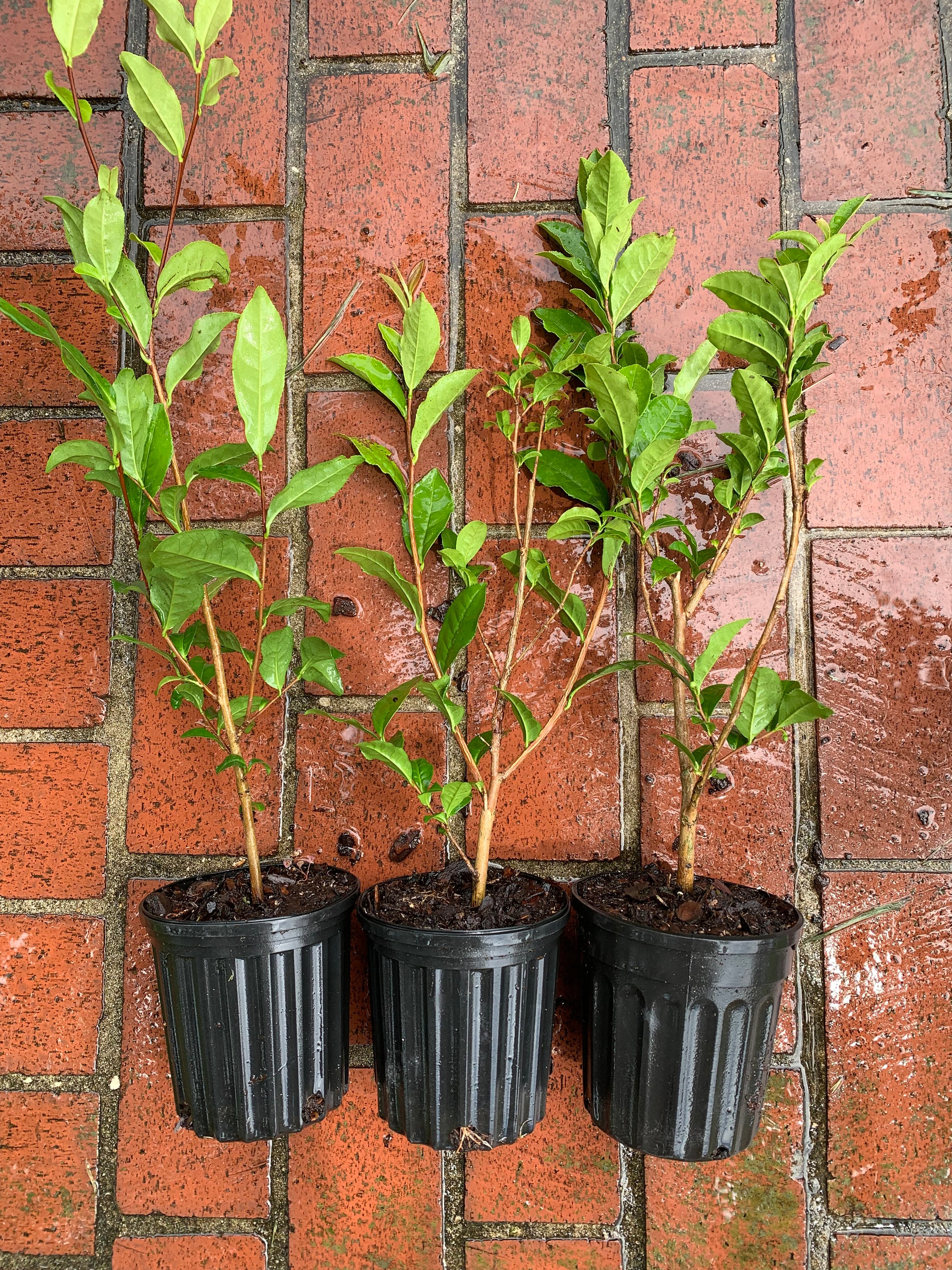 Camellia sinensis (live tea plant propagated from plants at former Lipton Tea plantation) Quart Pot