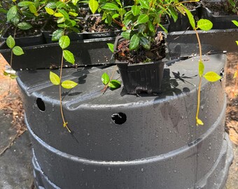 Asiatic Jasmine Ground Cover /one Dozen 3.5