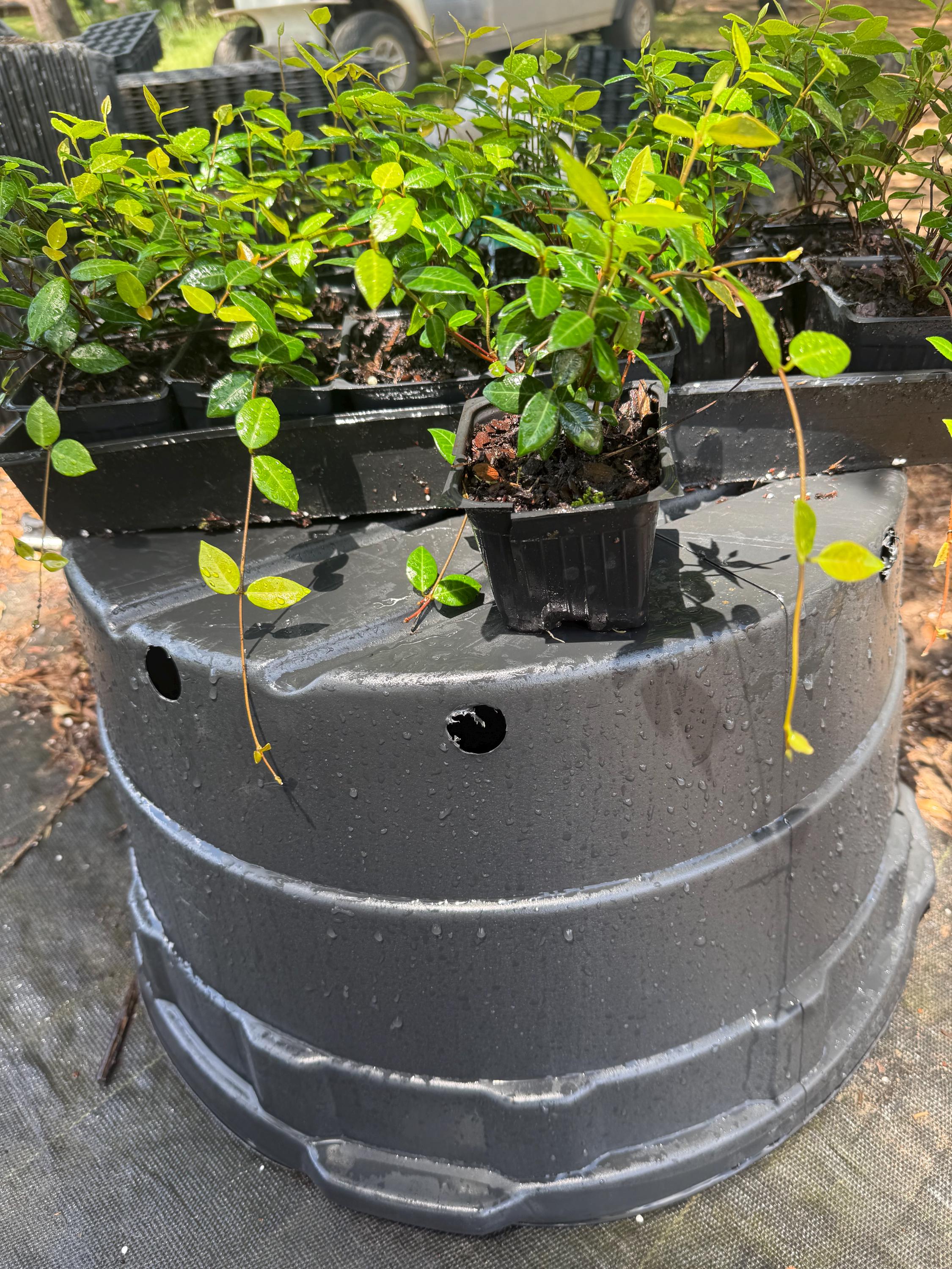jasminet出品 Asiatic Jasmine Ground Cover /one Dozen 3.5