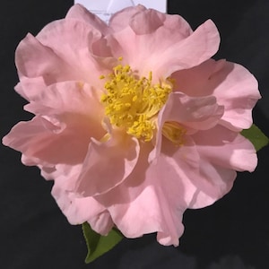 Camellia hybrid &#39;Delores Edwards&#39; (3 Inch Starter Plant)