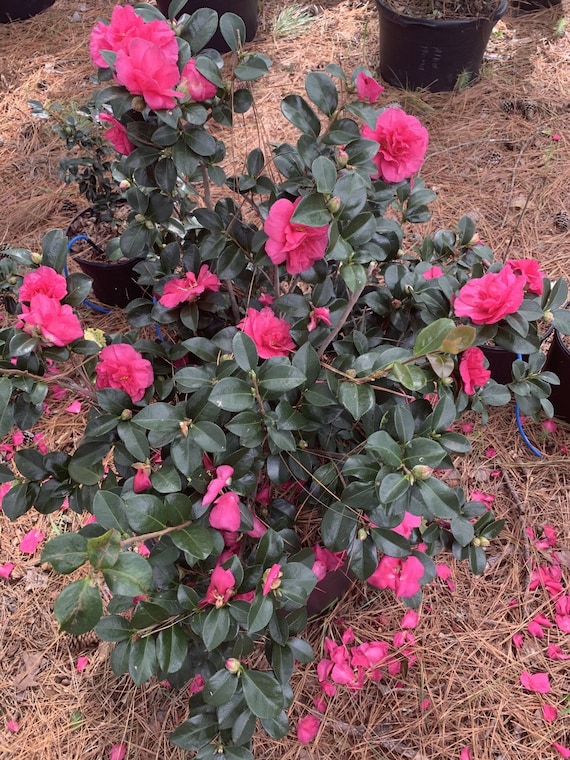 Camellia Sasanqua 'bonanza' 3 Inch STARTER POT - Etsy