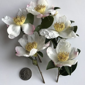 Camellia hybrid &#39;Survivor&#39; 3 inch starter pot