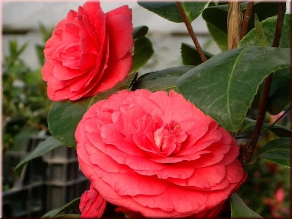 Camellia Japonica 'imbricata Rubra Plena' Aka 'prince Eugene