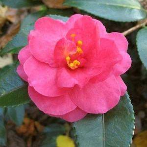 Camellia sasanqua &#39;Shishi Gashira&#39; (Starter Plants)