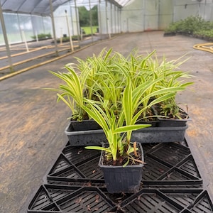 May include: A collection of young plants in small black pots, featuring long, green leaves with yellow edges. The plants are arranged on black plastic trays and crates inside a greenhouse with a white arched roof.