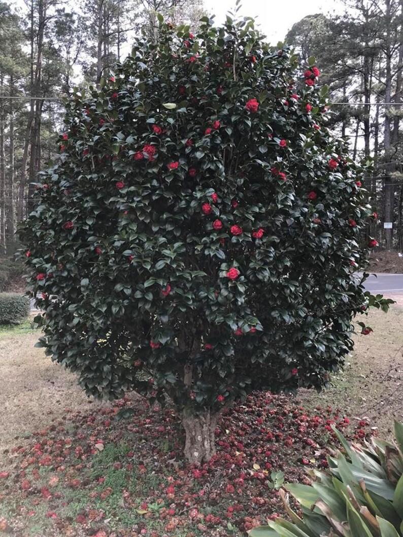 Camellia japonica 'Professor Charles S. Sargent' Etsy