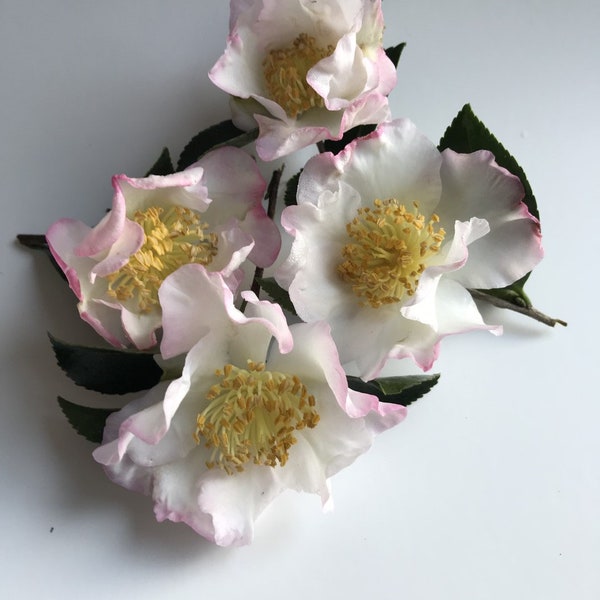 Camellia sasanqua 'Setsugekka' Olla de inicio de 3 pulgadas