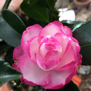 May include: A pink and white camellia flower with a ruffled edge. The flower is in full bloom and has a delicate, feminine appearance.