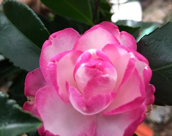 Camellia sasanqua &#39;Leslie Ann&#39; 3 inch STARTER POT