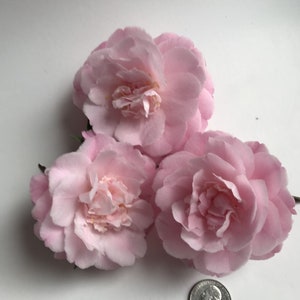 Camellia hybrid &#39;Sweet Emily Kate&#39; (starter plant)