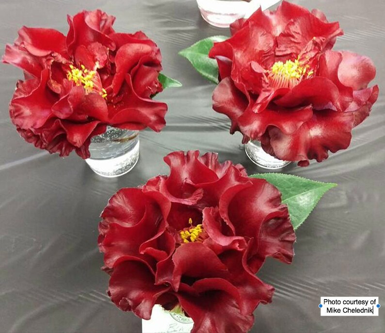 Camellia japonica 'Black Magic' TradeGallon | Etsy