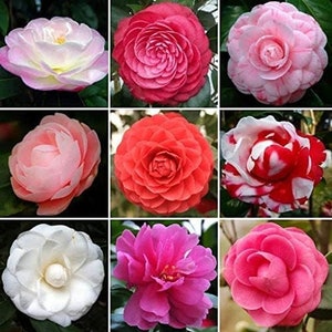 May include: Nine close-up images of camellia flowers in various colors, including pink, red, and white. The flowers have multiple layers of petals and are surrounded by green leaves. The blooms are in full focus.