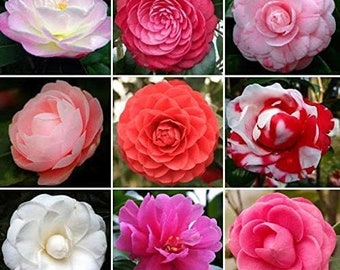 Camellia japonica (LOST TAG SPECIAL) 4 pack of3 inch pots