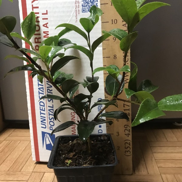 Camellia sasanqua 'Silver Dollar'  Starter Plant