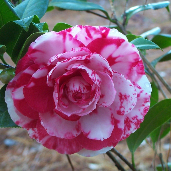 Camellia japonica 'Nuccio Bella Rosa Variegated' Injerto de cuarto de galón
