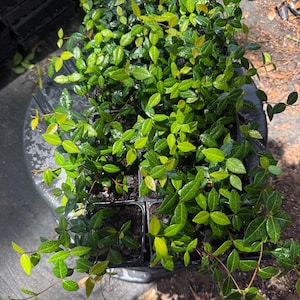 Asiatic Jasmine Ground Cover /One Dozen 3.5" Pots
