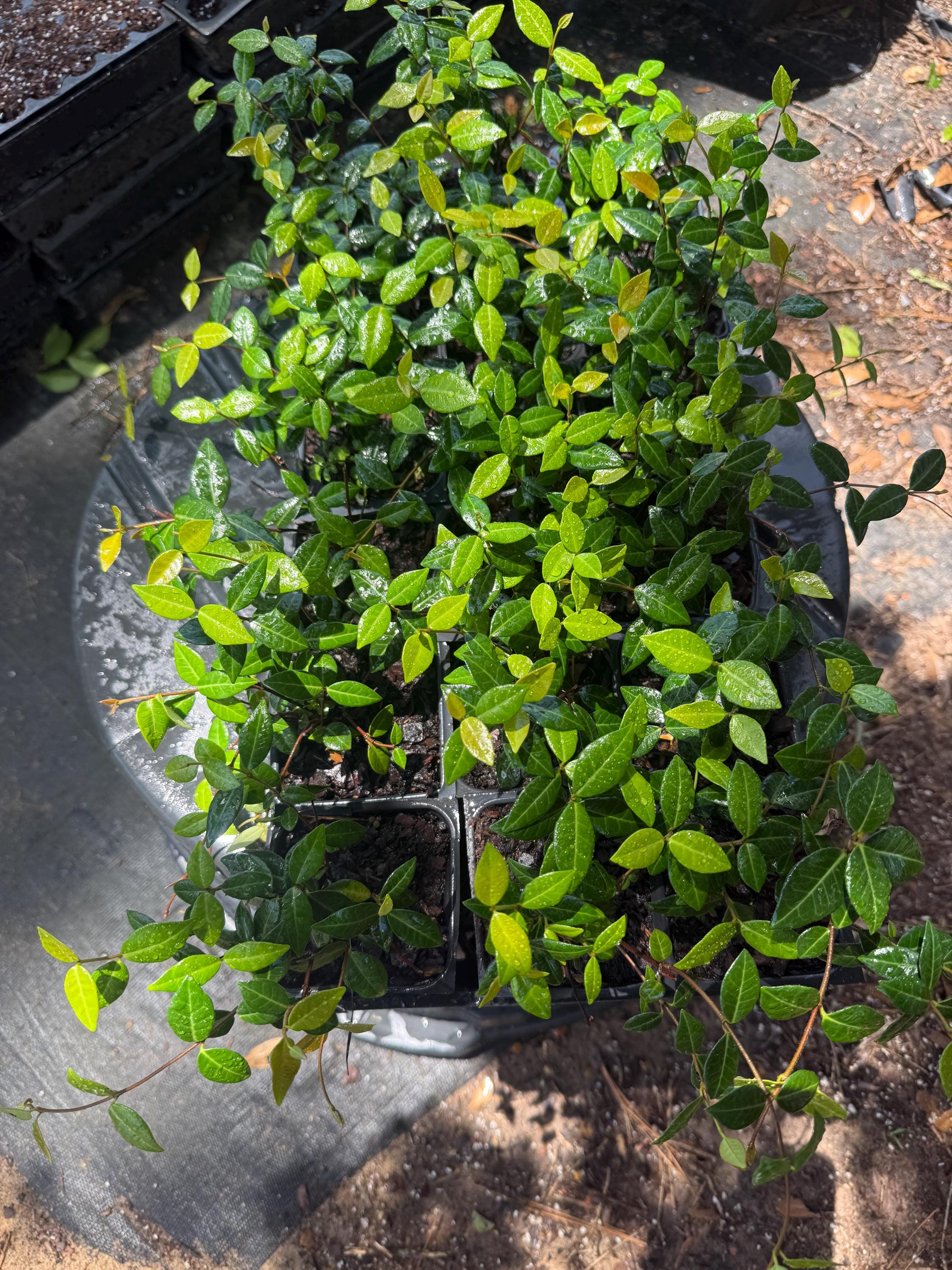jasminet出品 Asiatic Jasmine Ground Cover /one Dozen 3.5