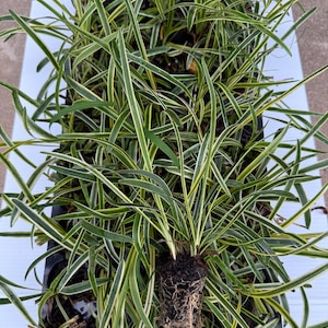 May include: A black plastic nursery tray containing multiple small plants with long, slender, arching leaves. The foliage is variegated with dark green centers and bright yellow to cream-colored margins. One plant is removed from its cell.