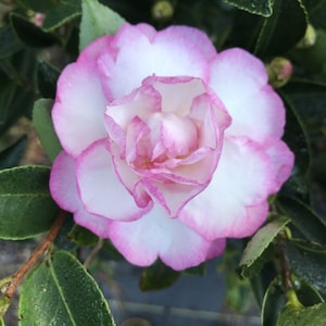 May include: A white camellia flower with pink edges. The flower is in full bloom and has a delicate, ruffled appearance.