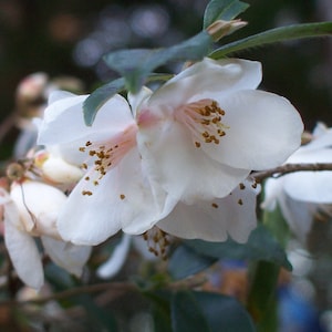 May include: Close-up of white camellia flowers with yellow pollen. The flowers are in bloom and have delicate petals.
