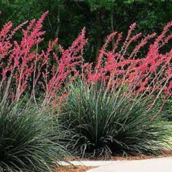 Red Yucca Plant, Texas Yucca, Hesperaloe Parviflora (Quart Pot)