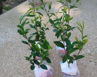 Camellia sinensis (live tea plant propagated from plants at former Lipton Tea plantation)  Starter Plant.