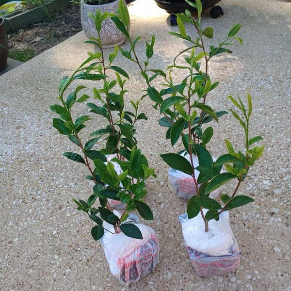 Camellia sinensis (live tea plant propagated from plants at former Lipton Tea plantation)  Starter Plant.