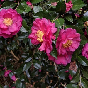 May include: Close-up of a bush with several vibrant pink camellia flowers in bloom. The flowers have yellow centers and are surrounded by dark green leaves.