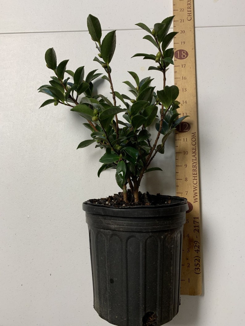 Camellia hiemalis 'Shi Shi Gashira'/Shi Shi Gashira | Etsy