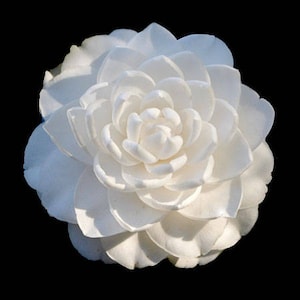 May include: A close-up of a fully bloomed white camellia flower against a black background. The flower has multiple layers of delicate petals, creating a full, rounded shape. The petals have subtle shading, adding depth and dimension to the flower.
