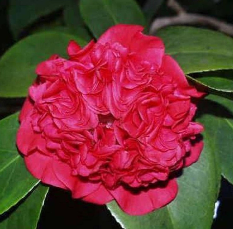 Camellia japonica 'Professor Charles S. Sargent' | Etsy