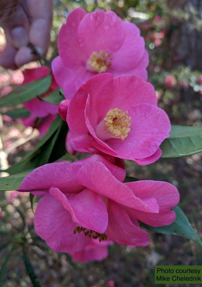 Camellia reticulata hybrid 'Crimson Candles' (Starter plant in 3 inch pot)