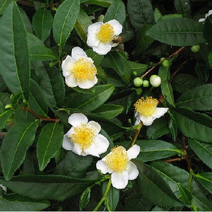May include: A tea plant featuring multiple white flowers with prominent yellow centers and serrated dark green leaves. Several small, round, light green flower buds are visible among the foliage, and a small bee rests on one blossom.