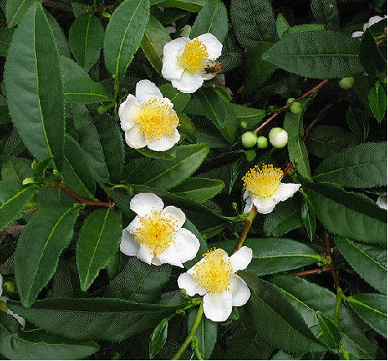 May include: A tea plant featuring multiple white flowers with prominent yellow centers and serrated dark green leaves. Several small, round, light green flower buds are visible among the foliage, and a small bee rests on one blossom.
