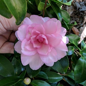 May include: A close-up of a light pink Camellia flower in full bloom, surrounded by dark green leaves. The flower has multiple layers of delicate petals, with a darker pink center. A hand is visible holding the flower.