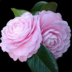 Camellia japonica 'Pink Perfection' 3inch Starter Plant