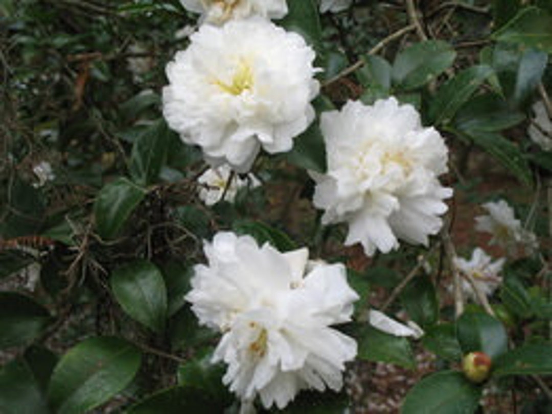 Camellia Sasanqua 'mine No Yuki' Aka 'snow on the - Etsy