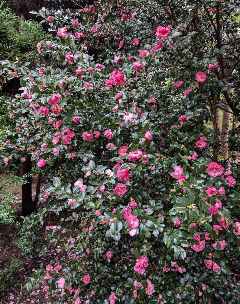 OldSouthCamellias Camellia sasanqua