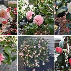 Camellia sasanqua ETIQUETA PERDIDA Paquete de 4 macetas de inicio de 3 pulgadas