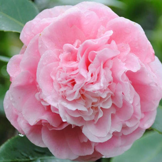 Camellia Japonica 'debutante' 3 INCH STARTER PLANT - Etsy