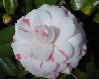 Camellia japonica &#39;La Peppermint&#39; 3 inch starter plant